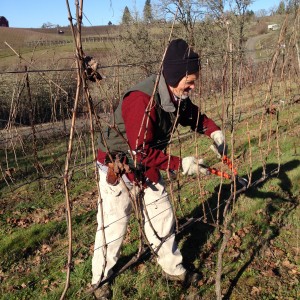 Pruning Tempranillo