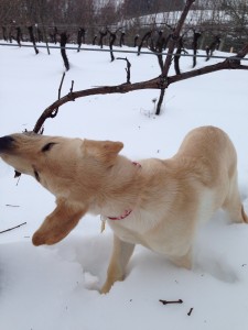 Winery dog, Brix, pulling brush - free labor!