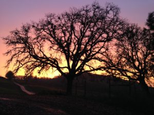 Tree at sunset