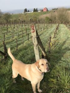 Brix the dog in the vineyard