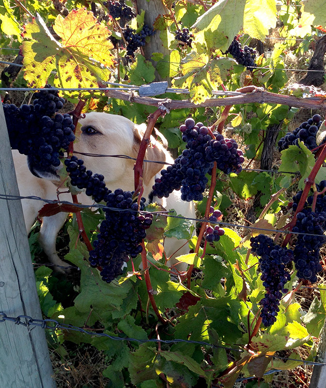 Dog smelling wine grapes