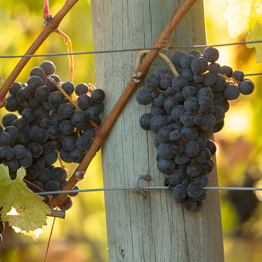 Wine grapes on the vine