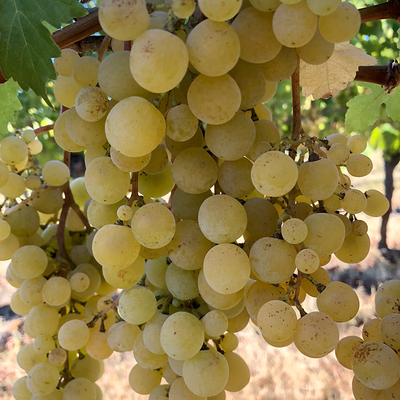 White wine grapes on the vine