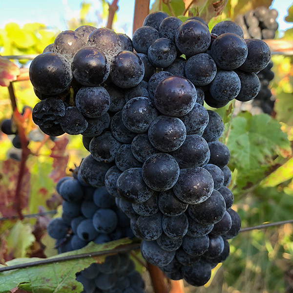 Pinot Noir grapes on the vine