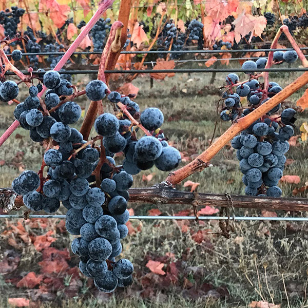 Tempranillo grapes